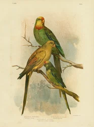 Barrabands Sittich, 1891